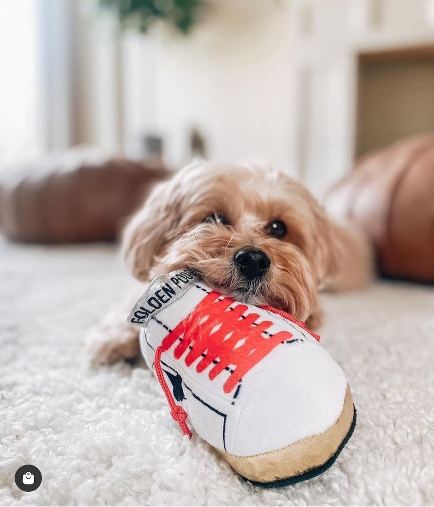 Golden Pooch Tennis Shoe Plush Dog Toy