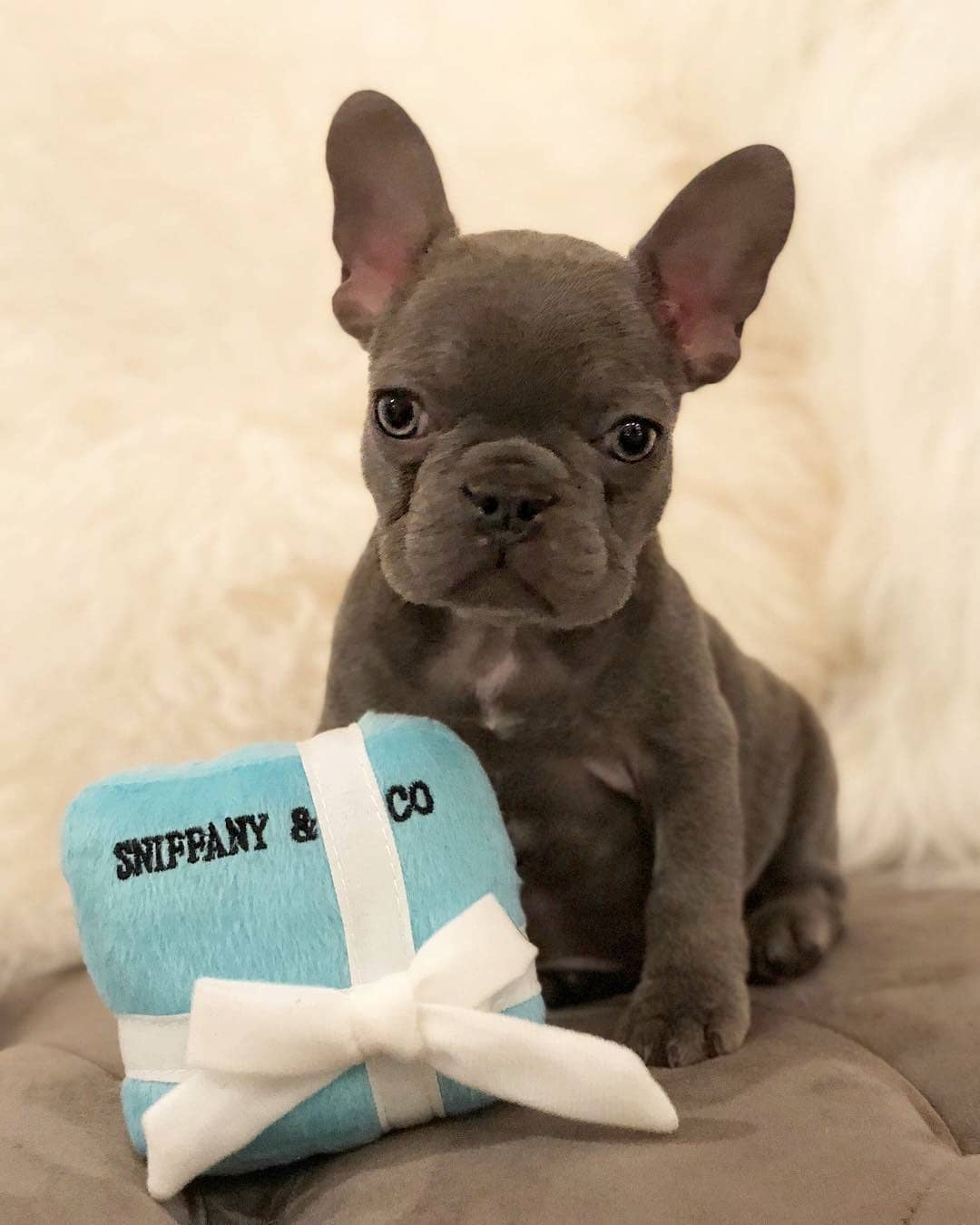 Sniffany & Co Parody Dog Toy